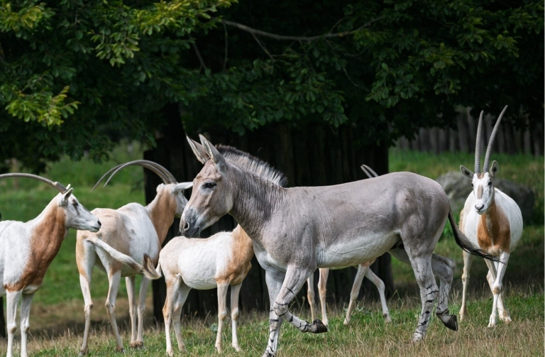 Osel domálský po vypuštění Kredit Helena Hubáčková Safari Park Dvůr Králové